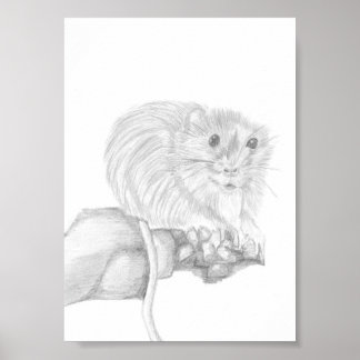 Boris The Mouse, Animal Drawing Poster