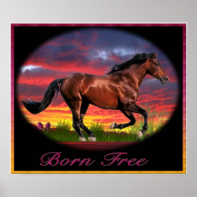 Born free horse art poster (Front)