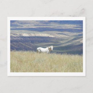 Born Free Mustang Horse Postcard