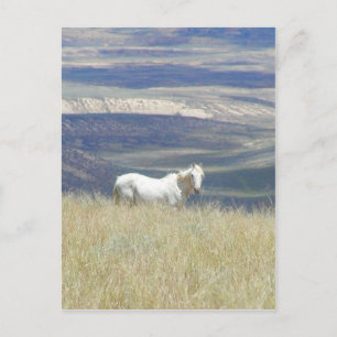 Born Free Wild Mustang Horse Postcard