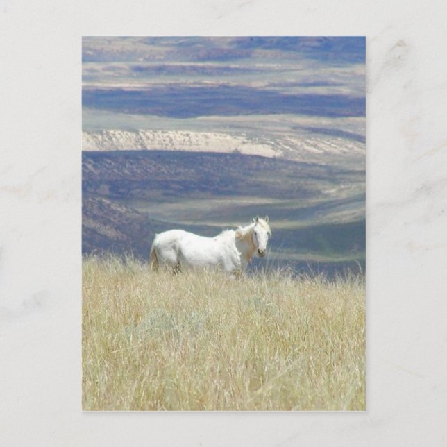 Born Free Wild Mustang Horse Postcard (Front)
