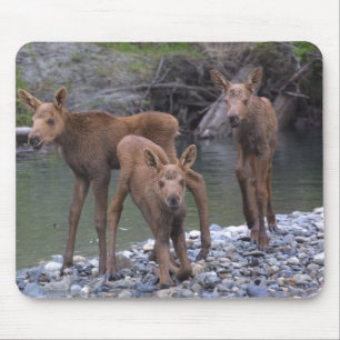 Born n' Raised in Talkeetna, Alaska Mouse Mat