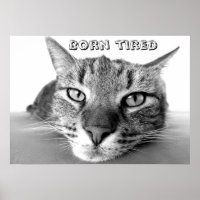 Born tired kitty