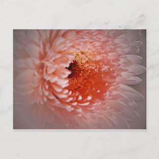 Born To Succeed Postcard