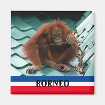 Borneo Cute Orangutan in Sepilok Souvenir