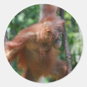 Borneo Great Ape Orangutan Classic Round Sticker