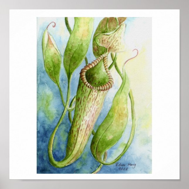Borneo Nepenthes Watercolor Art Poster (Front)