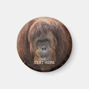 Borneo Orangutan Beautiful Photography Magnet