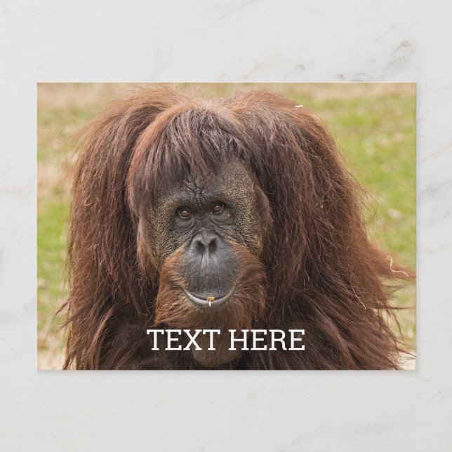 Borneo Orangutan Beautiful Photography Postcard (Front)