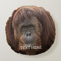 Borneo Orangutan Beautiful Photography