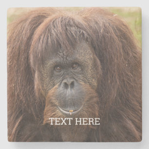 Borneo Orangutan Beautiful Photography Stone Coaster