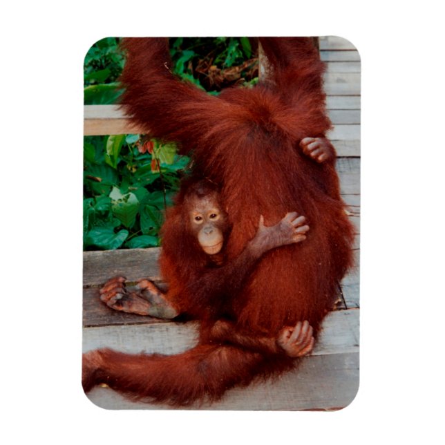 Borneo orangutan magnet (Vertical)