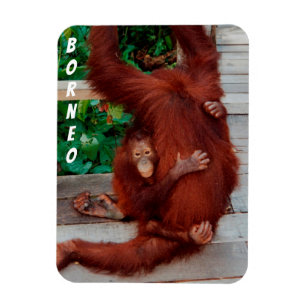 Borneo orangutan magnet