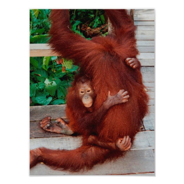 Borneo orangutan photo print (Front)
