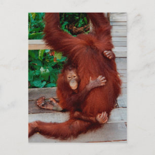 Borneo orangutan postcard