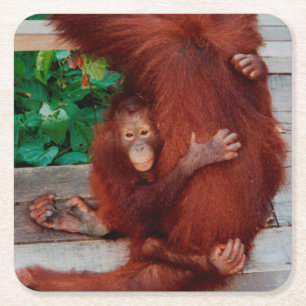 Borneo orangutan square paper coaster