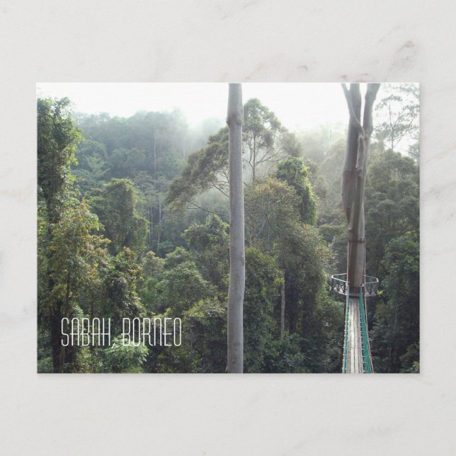 Borneo Rainforest Jungle Treetops Landscape Photo Postcard (Front)