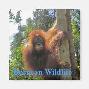 Borneo  Wildlife Magnet