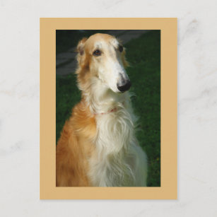 Borzoi dog beautiful photo postcard