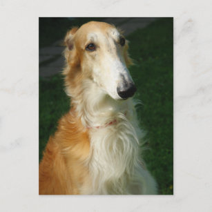 Borzoi dog beautiful photo postcard