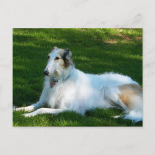 "Borzoi" Dog Photography Postcard