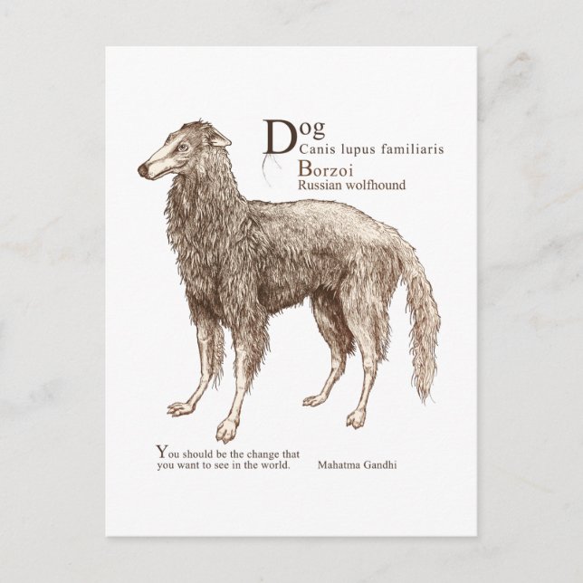 Borzoi - nuts postcard (Front)