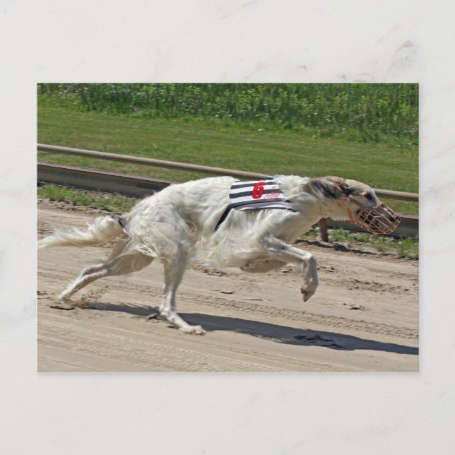 borzoi postcard (Front)