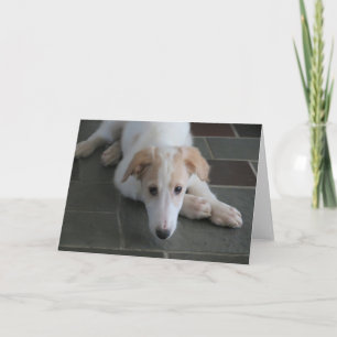 Borzoi Puppy Dog Photography Greeting Card