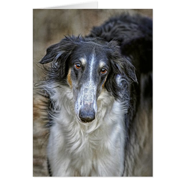 Borzoi Rescue Dog (Front)