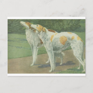 Borzoi (Russian Wolfhound) Postcard