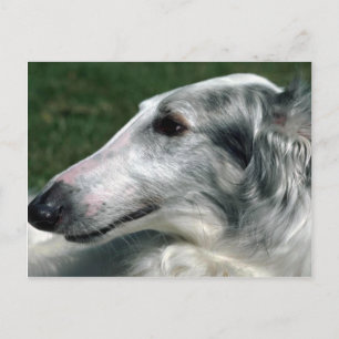 Borzoi, Russian Wolfhound Postcard