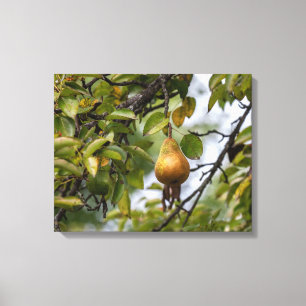 Bosc Pear On The Tree Canvas Print
