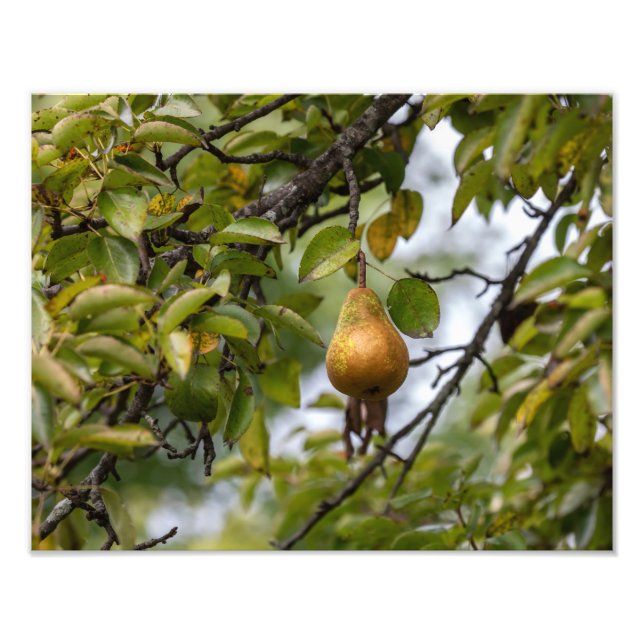 Bosc Pear On The Tree Photo Print (Front)
