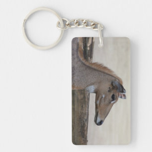 Boselaphus tragocamelus key ring
