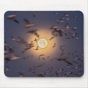 Bosque del Apache National Wildlife Refuge Mouse Mat