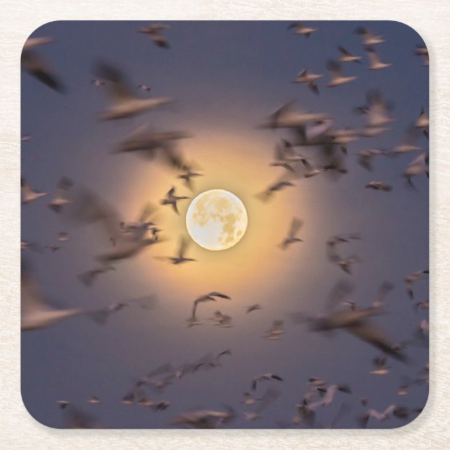 Bosque del Apache National Wildlife Refuge Square Paper Coaster (Front)