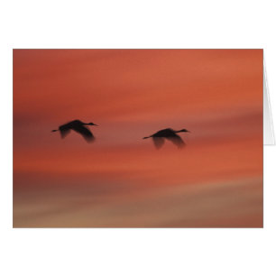 Bosque del Apache Wildlife Refuge New Mexico