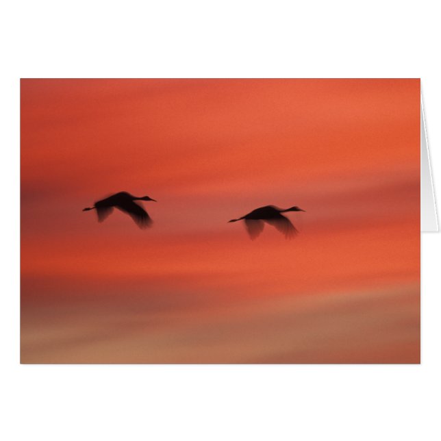 Bosque del Apache Wildlife Refuge | New Mexico (Front Horizontal)