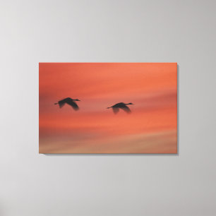 Bosque del Apache Wildlife Refuge   New Mexico Canvas Print