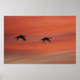 Bosque del Apache Wildlife Refuge   New Mexico Poster