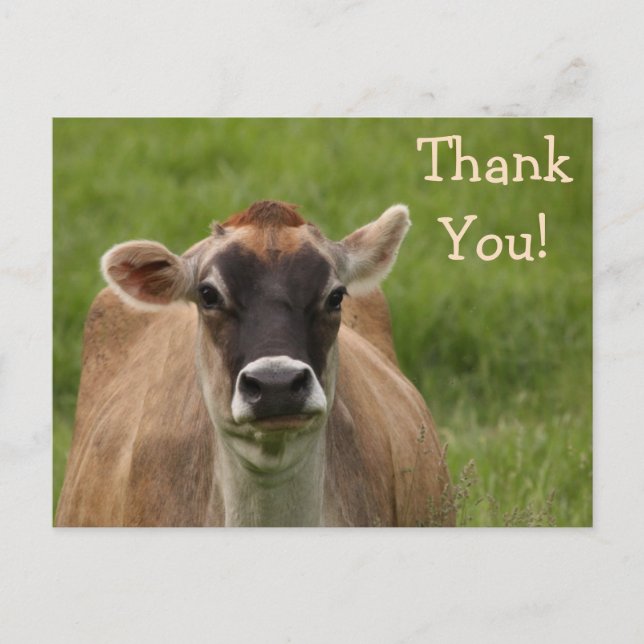 Bossy Cow Thank You Postcard (Front)