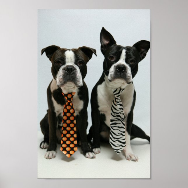 Boston brothers ポスター poster (Front)