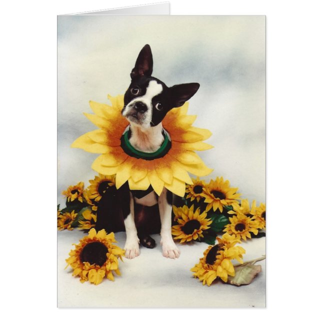 Boston Bull Terrier  Dog (Front)