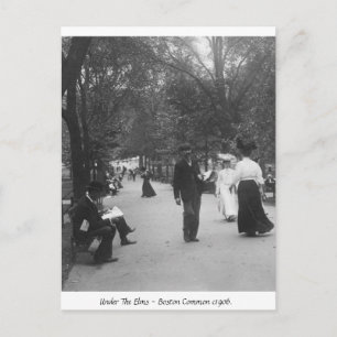 Boston Common, Vintage America 1906 Postcard