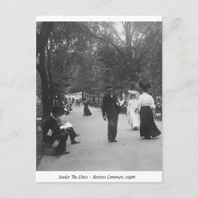 Boston Common, Vintage America 1906 Postcard (Front)