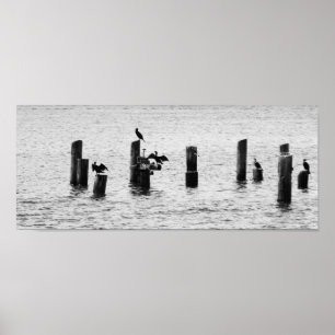 Boston Harbor Birds Poster