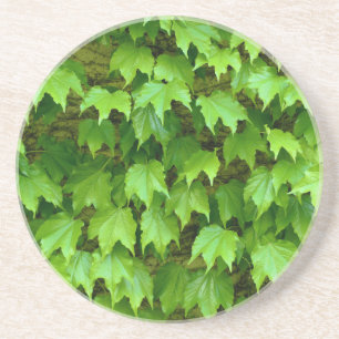 Boston Ivy Coaster