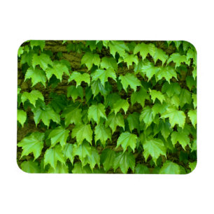 Boston Ivy Magnet