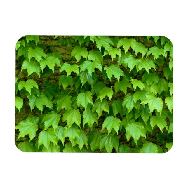 Boston Ivy Magnet (Horizontal)