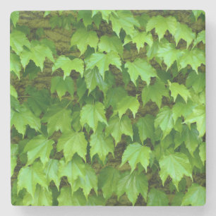 Boston Ivy Stone Coaster